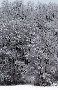 Stabio nevicate in Ticino