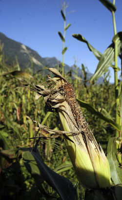 Gnosca danni della fauna all agricoltura