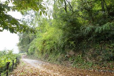 Vernate terreno boschivo