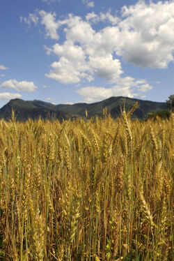 Mendrisiotto campo di grano mais