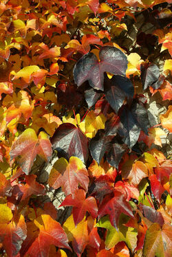 Autunno