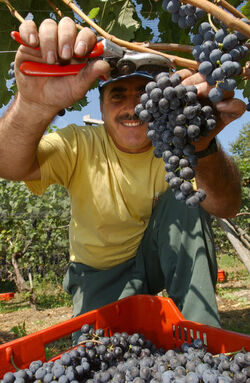 Ticino vendemmia 2003