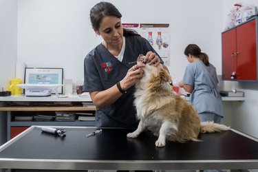 Bellizona Martina Casella veterinaria